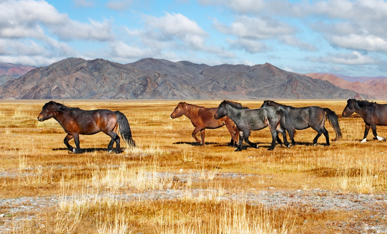 De la vallée d'Orkhon au...