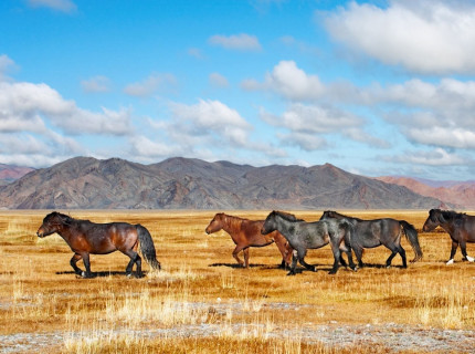 De la vallée d'Orkhon au...