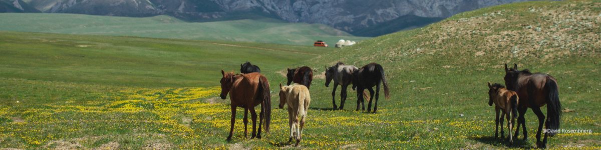 chevaux dans les steppes en voyage au Kirghizistan